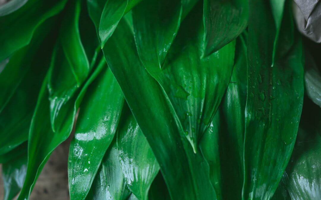Daslook lente pesto met Pistache